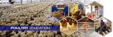 CERTIFICATE IN POULTRY FEED TECHNICIAN